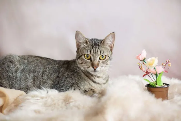 Gato raça SRD idade 2 a 6 meses nome SN