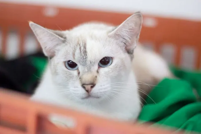 Gato raça SRD idade 2 a 6 meses nome SN