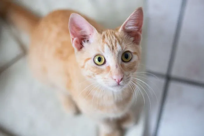 Gato raça SRD idade 2 a 6 meses nome SN