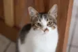 SN