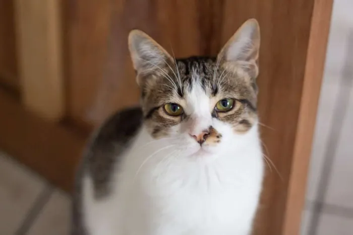 Gato raça SRD idade 2 a 6 meses nome SN