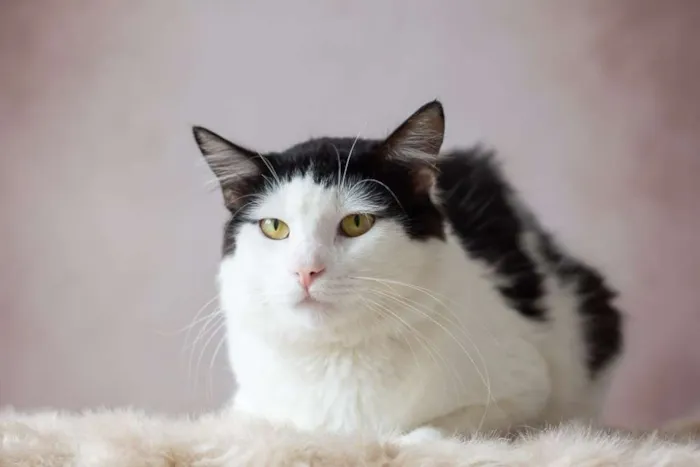 Gato raça SRD idade 2 a 6 meses nome SN