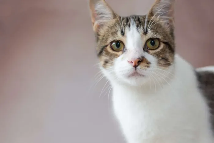 Gato raça SRD idade 2 a 6 meses nome SN