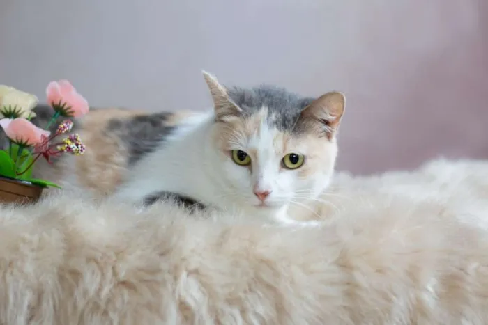 Gato raça SRD idade 2 a 6 meses nome SN