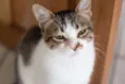 SN