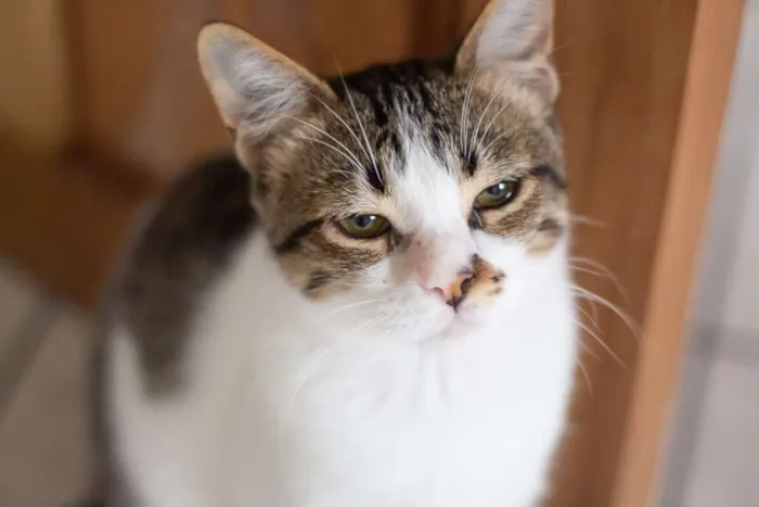 Gato raça SRD idade 2 a 6 meses nome SN