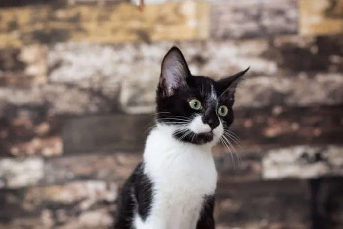 Gato raça SRD idade 2 a 6 meses nome SN