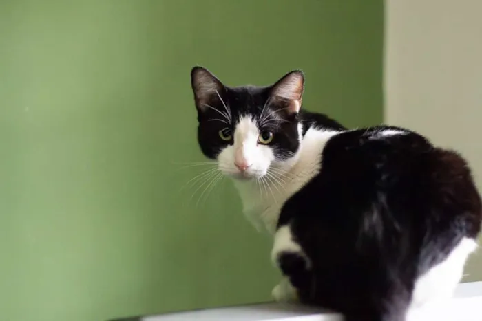 Gato raça SRD idade 2 a 6 meses nome SN