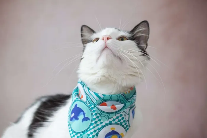 Gato raça SRD idade 2 a 6 meses nome SN