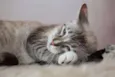 SN