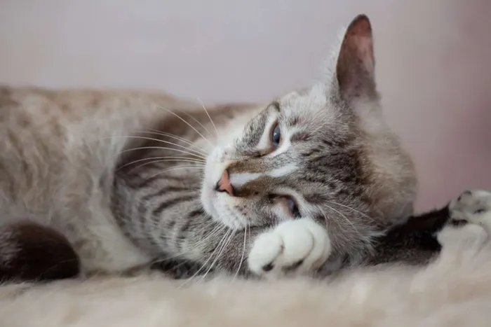 Gato raça SRD idade 2 a 6 meses nome SN