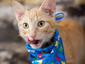 Gato raça SRD idade 2 a 6 meses nome SN