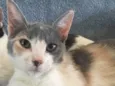 BISCUIT