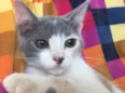 BISCUIT