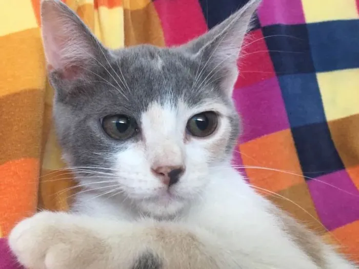 Gato ra a SRD idade 2 a 6 meses nome BISCUIT