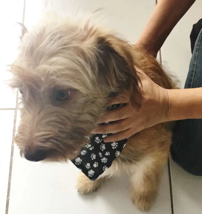 Cachorro ra a SRD idade 2 a 6 meses nome LUCK