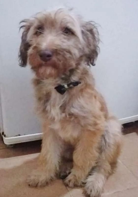 Cachorro ra a SRD idade 2 a 6 meses nome LUCK