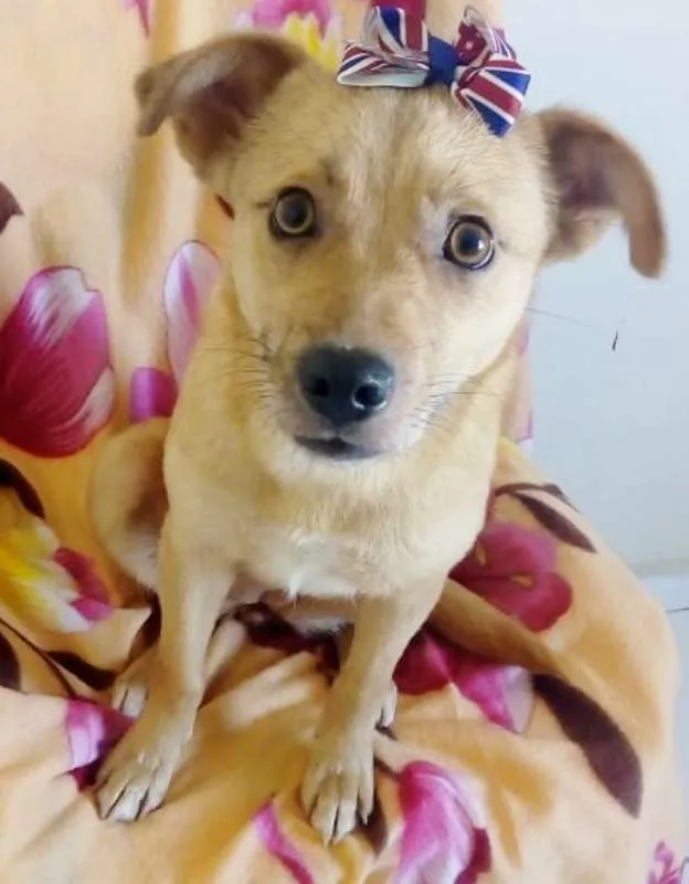 Cachorro ra a SRD idade 7 a 11 meses nome MEL