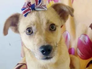 Cachorro raça SRD idade 7 a 11 meses nome MEL