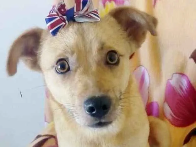 Cachorro ra a SRD idade 7 a 11 meses nome MEL