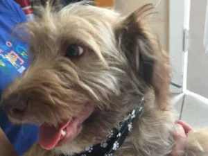 Cachorro raça SRD idade 2 a 6 meses nome LUCK