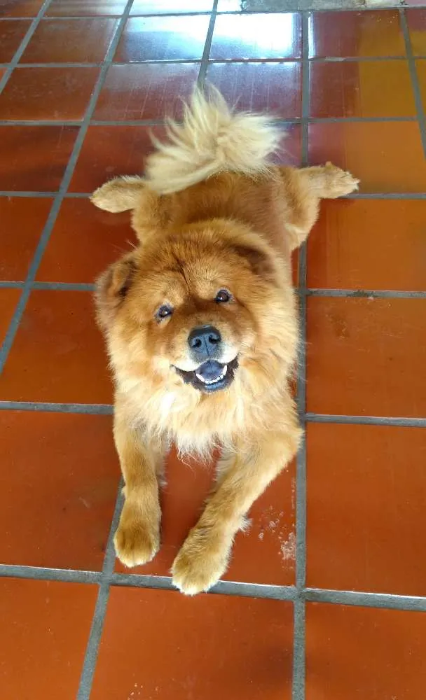 Cachorro ra a Chow Chow idade 5 anos nome Thor