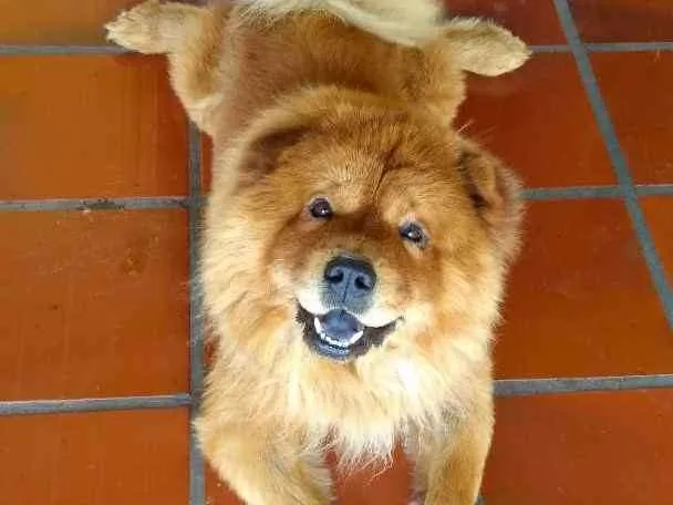 Cachorro ra a Chow Chow idade 5 anos nome Thor