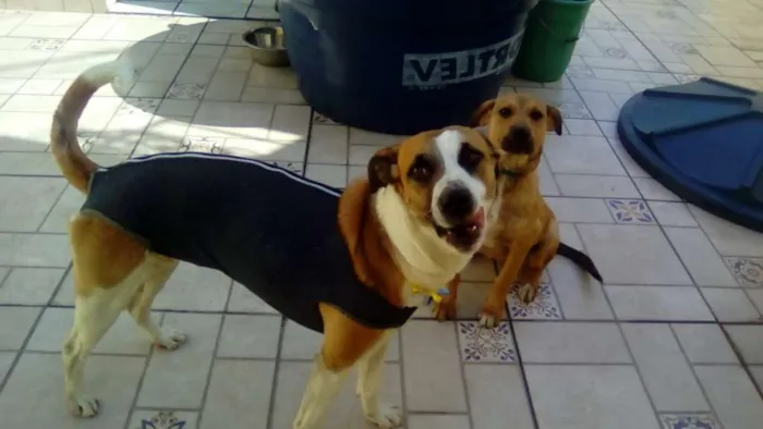 Cachorro ra a srd idade 1 ano nome Savana