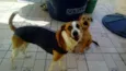 Savana