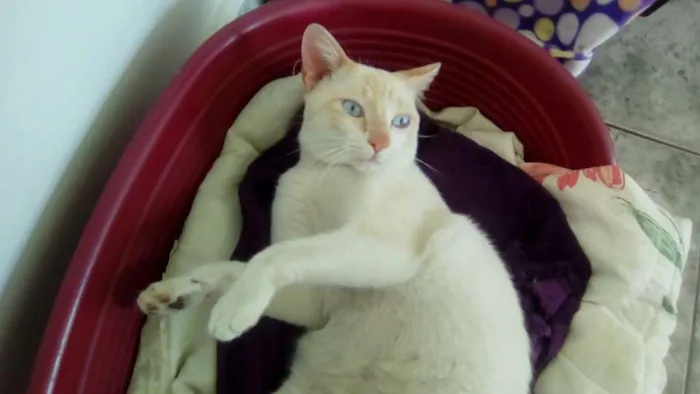 Gato ra a srd idade 7 a 11 meses nome Brad Pitt