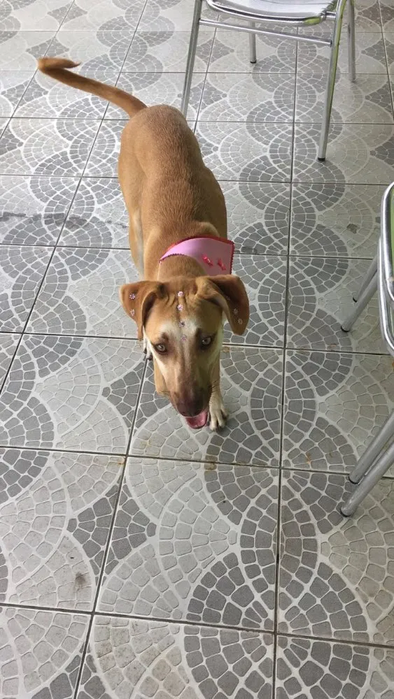 Cachorro ra a Sem raça definida  idade 1 ano nome Laicka