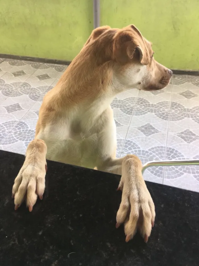 Cachorro ra a Sem raça definida  idade 1 ano nome Laicka
