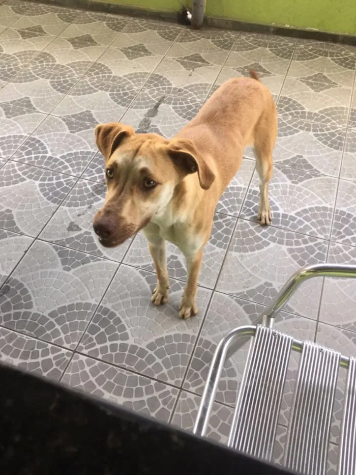 Cachorro ra a Sem raça definida  idade 1 ano nome Laicka
