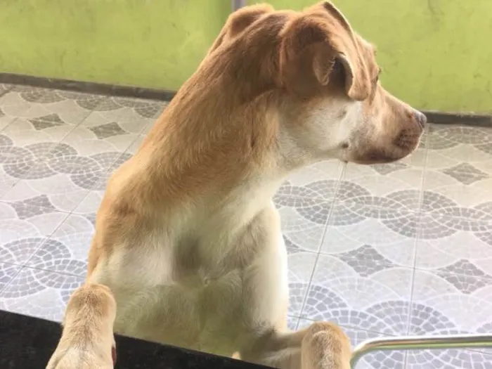 Cachorro ra a Sem raça definida  idade 1 ano nome Laicka