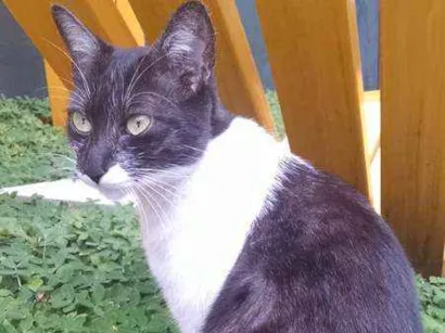 Gato raça  idade 7 a 11 meses nome BatGirl GRATIFICA