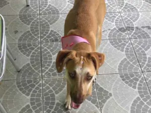 Cachorro raça Sem raça definida  idade 1 ano nome Laicka