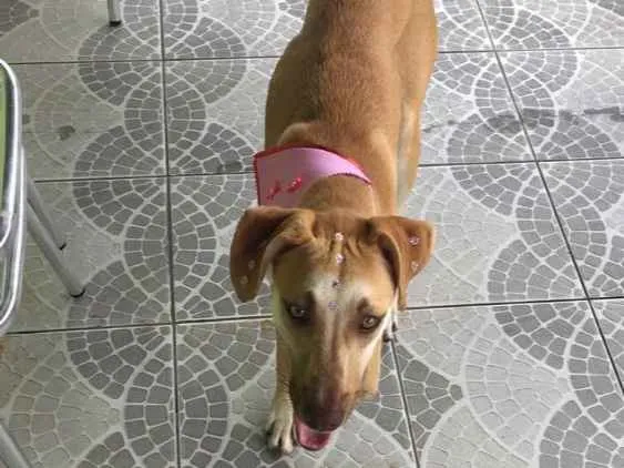 Cachorro ra a Sem raça definida  idade 1 ano nome Laicka