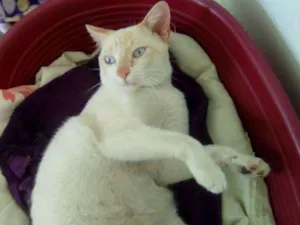 Gato raça srd idade 7 a 11 meses nome Brad Pitt