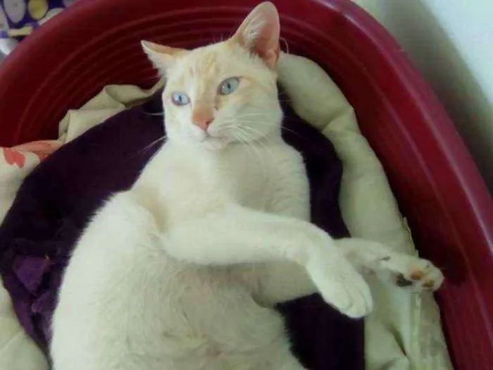 Gato ra a srd idade 7 a 11 meses nome Brad Pitt
