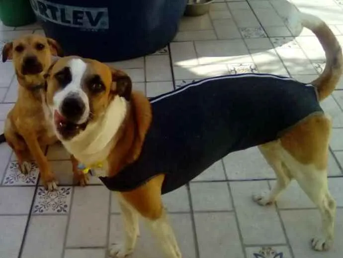 Cachorro ra a srd idade 1 ano nome Savana