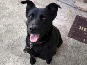 Cachorro raça viralata idade 2 a 6 meses nome Onika