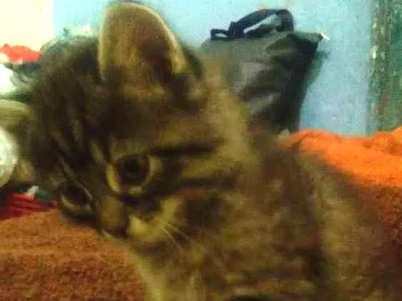 Gato ra a Rajado  cinza idade Abaixo de 2 meses nome Sem nome
