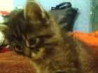 Gato raça Rajado  cinza idade Abaixo de 2 meses nome Sem nome