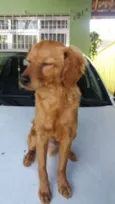 Caramelo