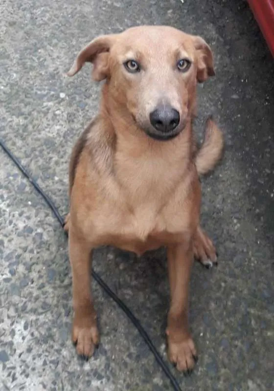 Cachorro ra a SRD idade 1 ano nome Daphne