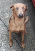 Daphne