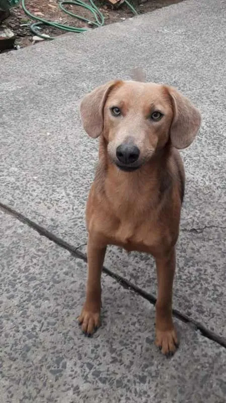 Cachorro ra a SRD idade 1 ano nome Daphne