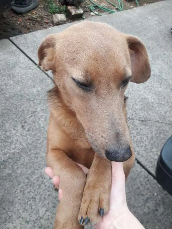 Cachorro ra a SRD idade 1 ano nome Daphne