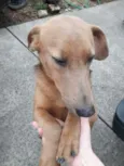 Daphne