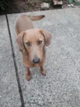 Daphne